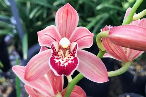 国魂|这款兰花,能轻松开爆盆,花色比国魂还艳,花香比香水还好闻10倍