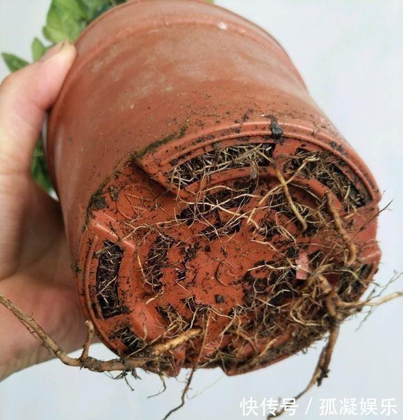 养茉莉栀子花,千万别用2种土,用了就黄叶,养一盆死一盆