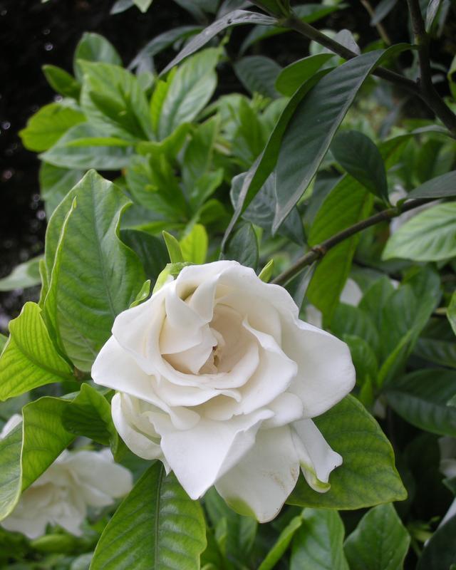 一木|栀子花怎么养？园艺师告诉你，这可能是关于栀子花，最全面的攻略