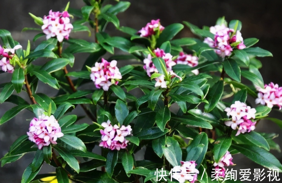 适合养在客厅的 6种吉祥花 大气有格调 高端上档次 粉紫色