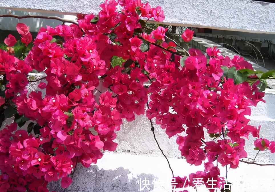 甜蜜红木香|7月逛花市，遇到3种花赶紧带回家，长势旺开花美，绽放整个夏天