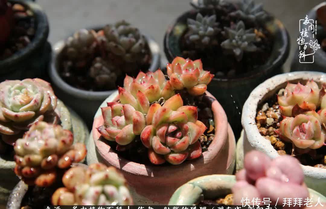 养多肉，我们到底养的是什么？