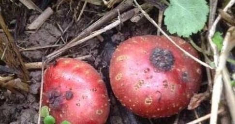 只有农村才有的美味,吃过3种以上就算有口福了