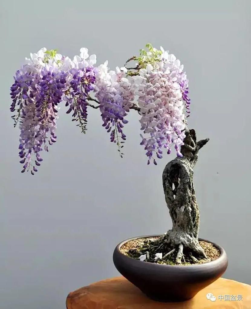 盆景养殖不在多而贵在精，你能养成这样吗？