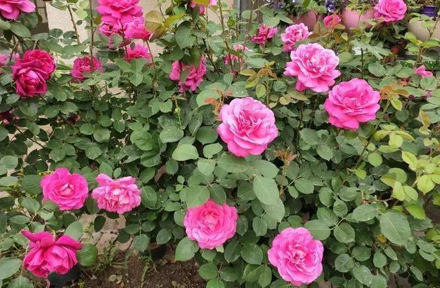 月季养成“传家宝”，就靠几个“要诀”，无病无灾开成“大牡丹”