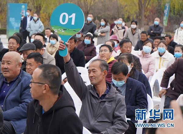 盐池县|宁夏盐池县举办优质滩羊种公羊竞拍大会