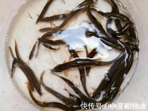 泥鳅钓鱼,这才是真正一天百十斤的疯狂钓法
