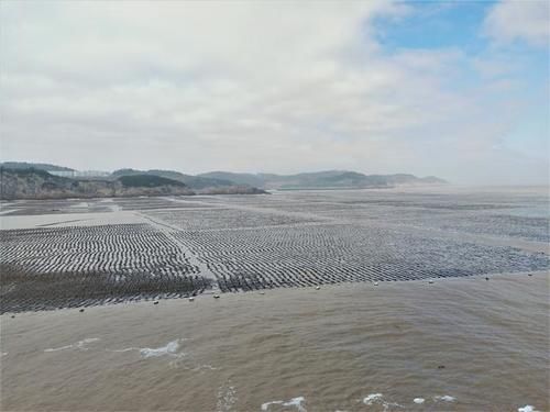 山村|温州有座海岛，沙滩捡完海菜回家洗洗就能吃，最适合春节假期前往