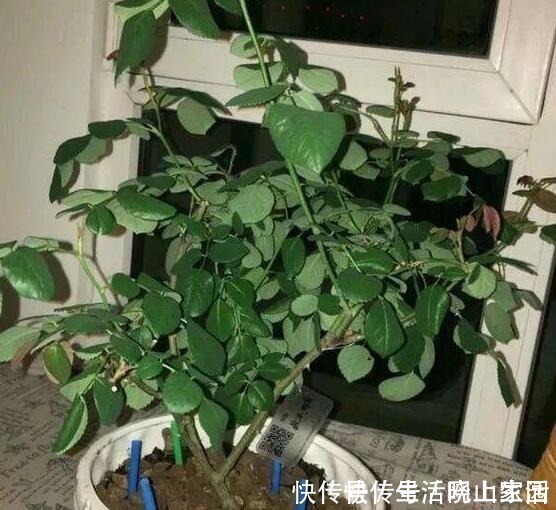 养花|大妈把吸管筷子插花盆,解决了养花人的“2大难题”,朋友都效仿!