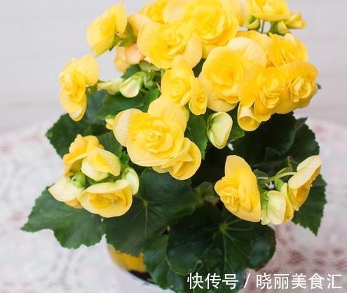 这些流行花卉,一个比一个难养,大多活不过一年,浪费钱