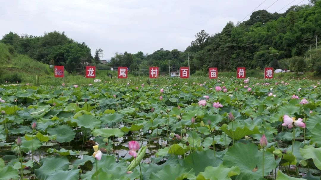 红军村|炎炎夏日何以消暑？天全这几个避暑胜地等你来打卡！