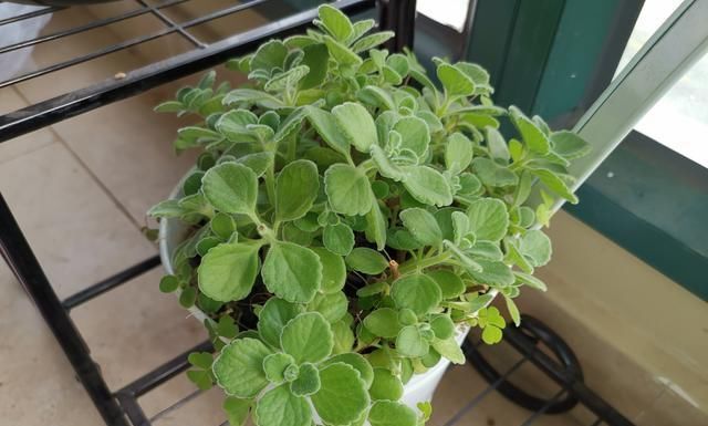 碰碰香|阳台上种了这东西,偶尔掐两片叶子泡个茶,提神醒脑超有用!
