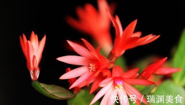 养花|老花匠这样养蟹爪兰,“1种汁液”兑水浇,7天1次,新芽蹭蹭冒