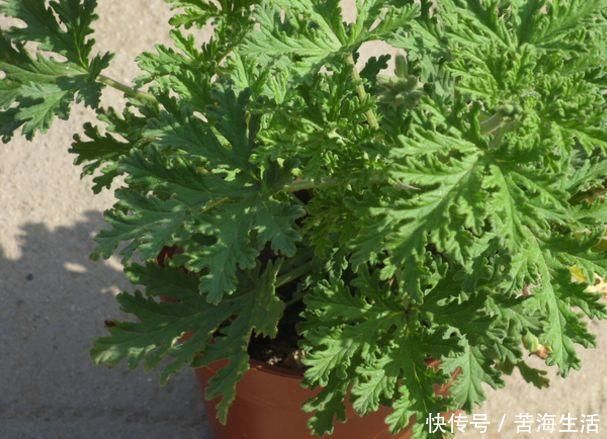 这4种植物是“蚊子克星”,随便在卧室摆一盆,夏天“不用愁”
