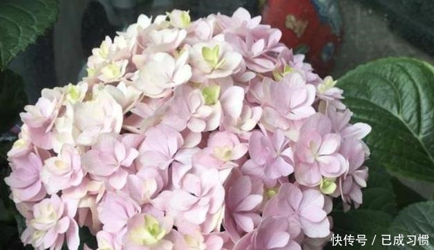 骨头|1种“粉末”能养花,养分含量高,花盆里撒“1点”,2个月爆盆!