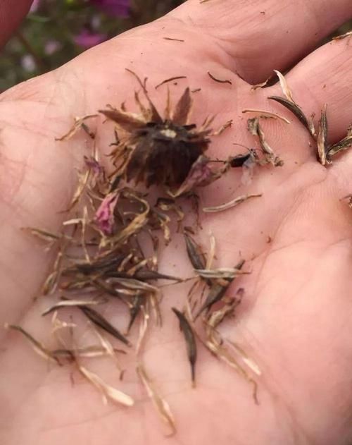 开得|用小盆养成大片花丛的大波斯菊,花朵开得特艳丽,还是要种院子