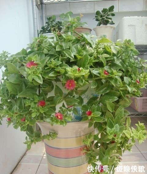 吊兰品种多样,只养一种太亏了,家里多放几盆,净化空气开小花