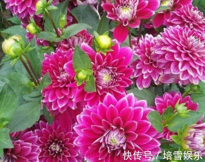 夏天养此款花卉,花开媲美玫瑰,花朵姿态万千,美