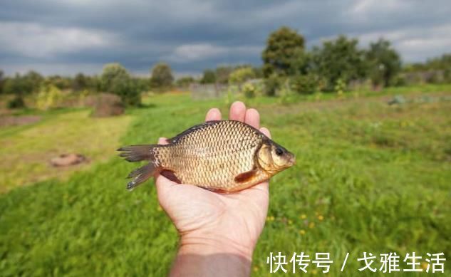 垂钓|钓鲫鱼什么时候用蚯蚓?什么时候用商品饵?看好了,以后别再纠结