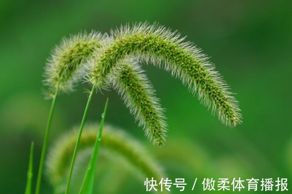 泡水|遭人嫌的狗尾巴草,泡水喝竟有4个神奇功效,男人女人都需要!