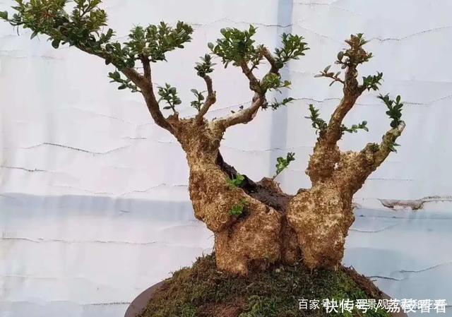 最有价值的6个树桩,做成盆景增值潜力大