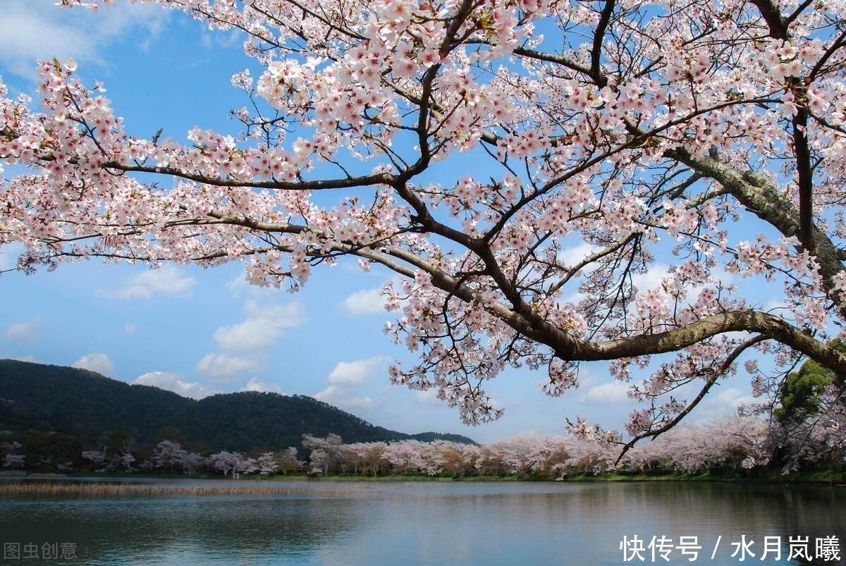 三月 花事未了 浮生未歇 青梅且把時光暖 桃李何時醉春風 中國熱點