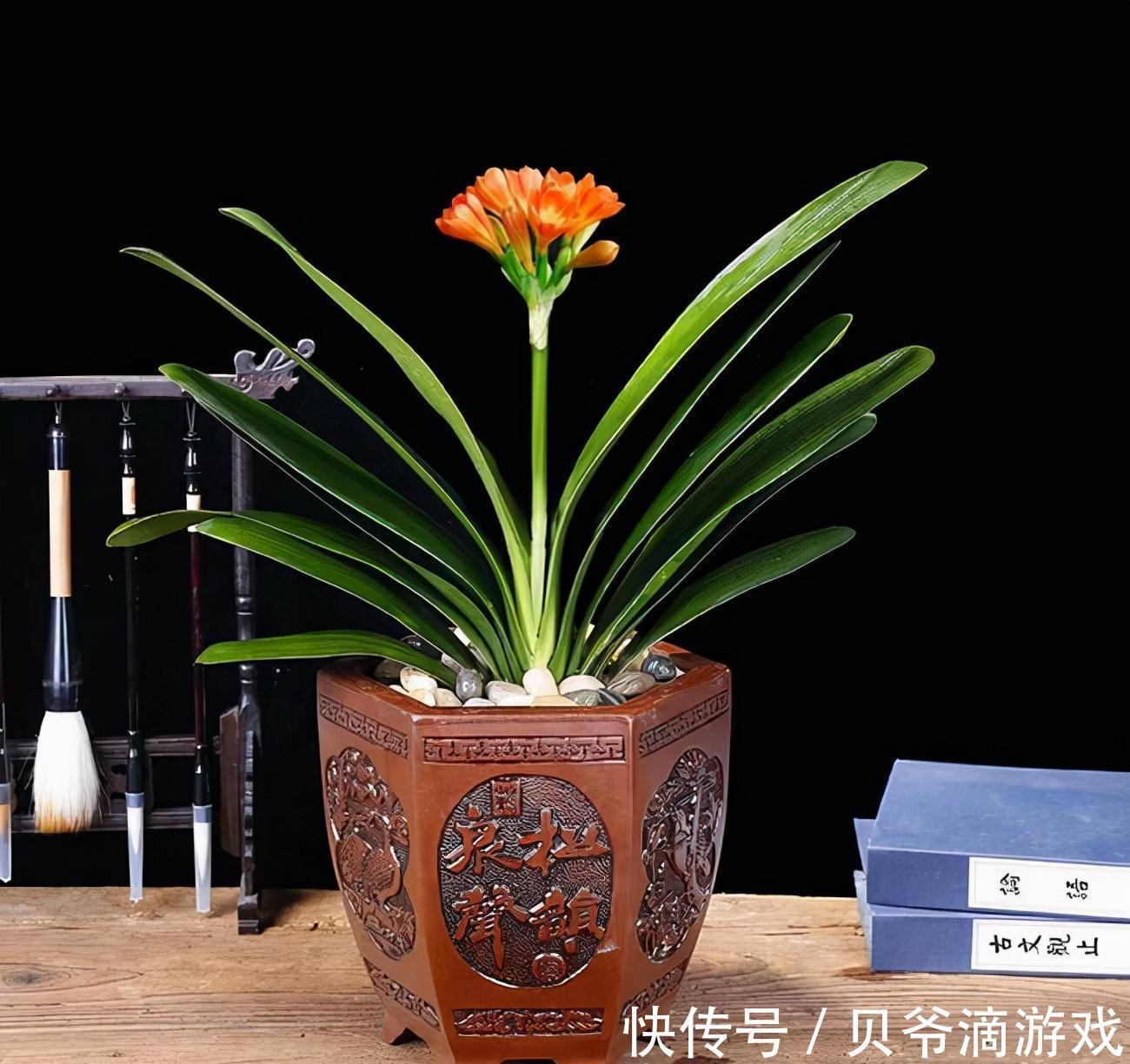 适合客厅养的“6种花”，一个比一个好养，一个比一个好看