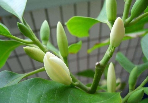 此花号称“中国第一香”,家里种一棵,熏得一室香,邻居都很羡慕