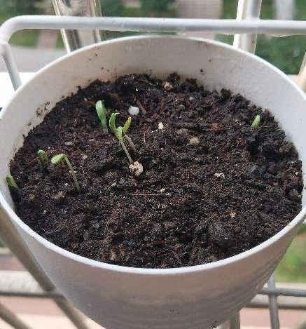 绿化带看见开败的花,随手捡了一整兜小种子,回家种出一片花海