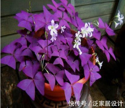 光照|7月2日开始,养花试试这几款,花型圆滚迷人,绚丽多彩