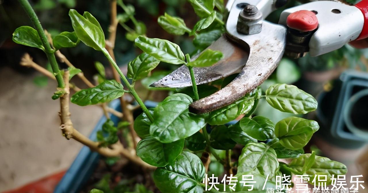 养殖茉莉花时，这4种枝条要及时进行修剪，否则难以开花