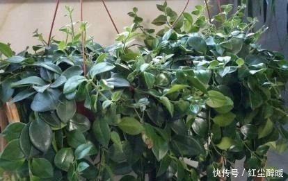 这3种常见的垃圾不要扔,拿来放盆栽里,10年不烂根不黄叶