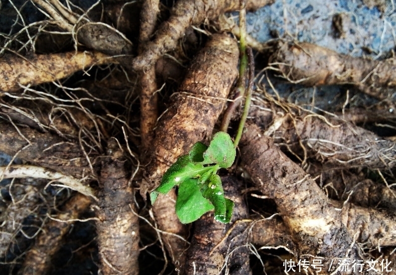 如今|农民曾把它当“白萝卜”如今价格一斤180元,药用价值非常高