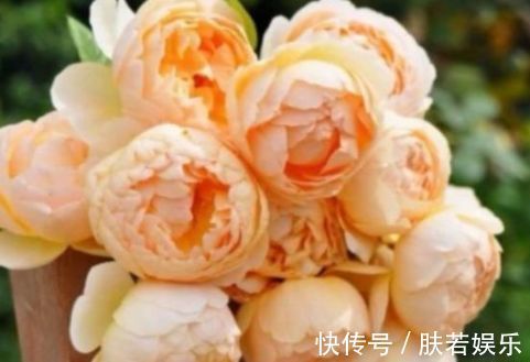 常春藤|新手养花,不如养盆花中精品“无名的裘德”盛开金灿灿,水果花香