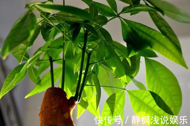 为花友们介绍5种既养人又镇宅的花，盆栽养一盆很值