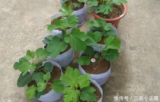 这种水果,一根枝条埋土里,秋天就挂果,来年果子“吃不完”