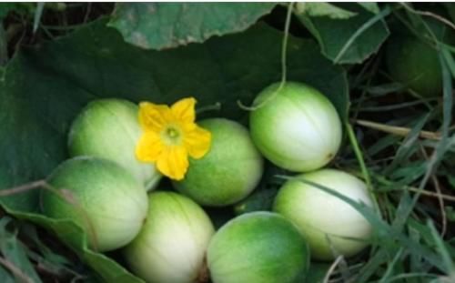 夏天|夏天不可错过的3种食物，排毒养颜，延缓衰老，子宫越来越健康