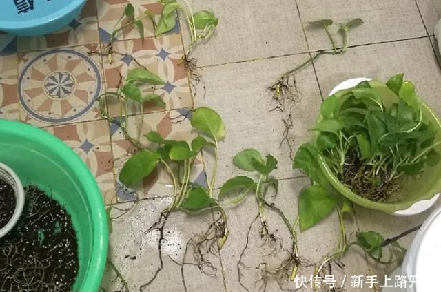 8种花换盆，换好了生一堆，换错立马死！8种花换盆，换好了生一堆，换错立马死！