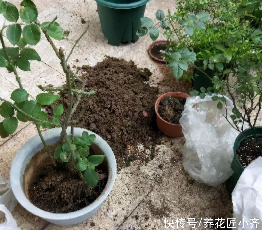 家庭养花分4类，根据各自“特性”，掌握配土技巧，才能不烂根