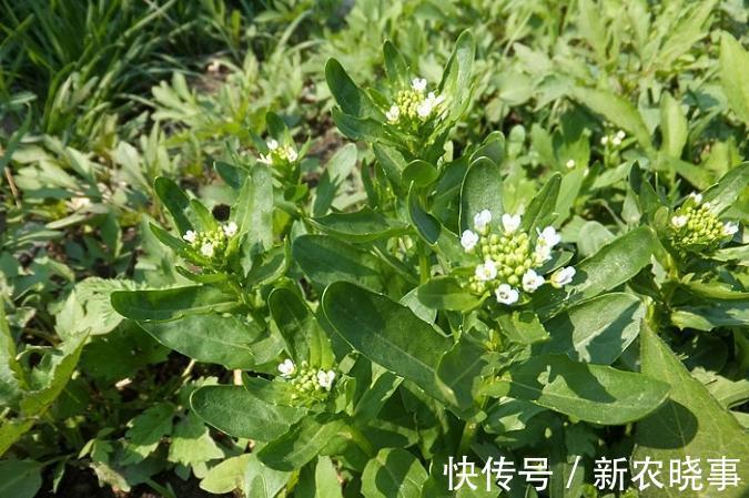 肺膿瘍|農村一野草，30年前是窮苦人“救命糧”，如今15元一斤成上等野菜