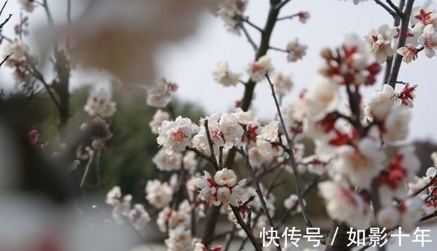 元代#元代诗人一首梅影七律:凌波神女,云鬟佳人,想象丰富,浪漫动心