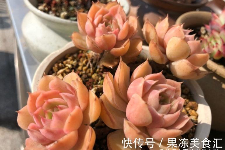 多肉昂斯诺是好品种,最少能找出4个优点来,但也有3个明显的缺点