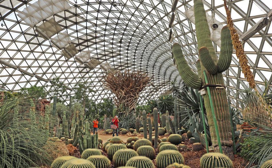 最适合室内养护的绿植，棵棵都是有害气体的克星，赶快去入手几盆