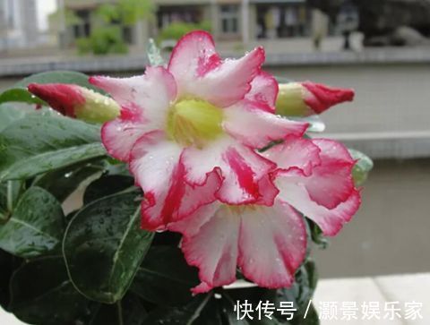 “2种花”现在扦插正合适,生根快、成活率高,开花十分养眼!