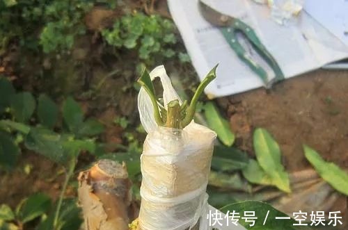 台友们|罗汉松芽接案例分享,台长教你玩出别出心裁的岭南盆景!