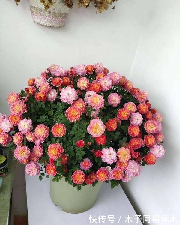 养花|新手养花“黑名单”,买了也养不活,谨慎买这些花