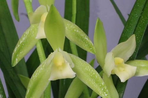  落花|最爱开花的兰花，花色纯洁，香味浓郁，四季不落花，文人雅士最爱