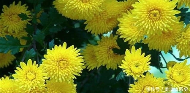 菊花|从杜牧的菊花须带满头归,看古代簪花的习俗