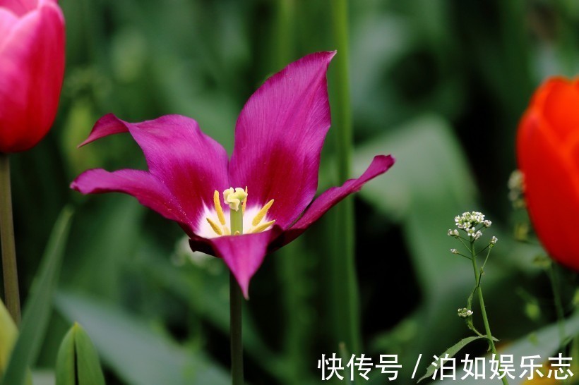 桃花|近期内，缘分与桃花如意顺遂，真爱满满，好运加持的四大生肖！