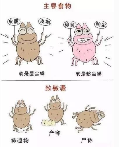尘螨为什么会引起过敏 快资讯 尘螨为什么会引起过敏 快资讯